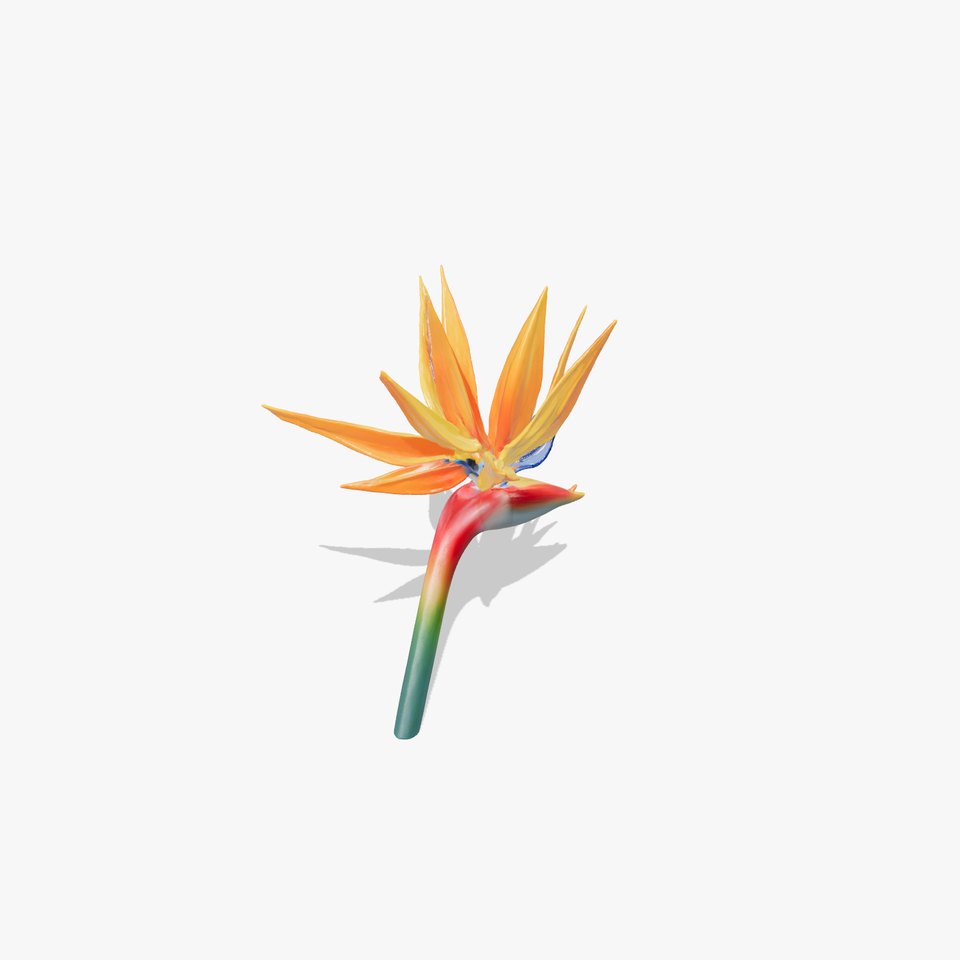 Strelitzia Bicolor Gradient Petal Sculpture Model Pack
